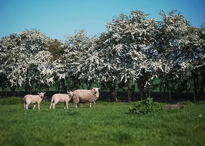 Den Gamle Graensekro 3*