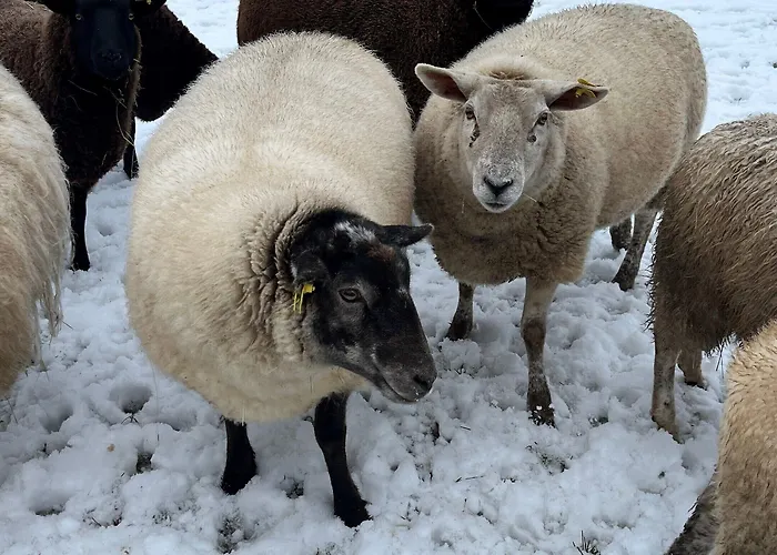 Den Gamle Graensekro 3*